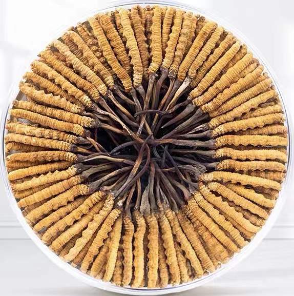 贵州冬虫夏草回收